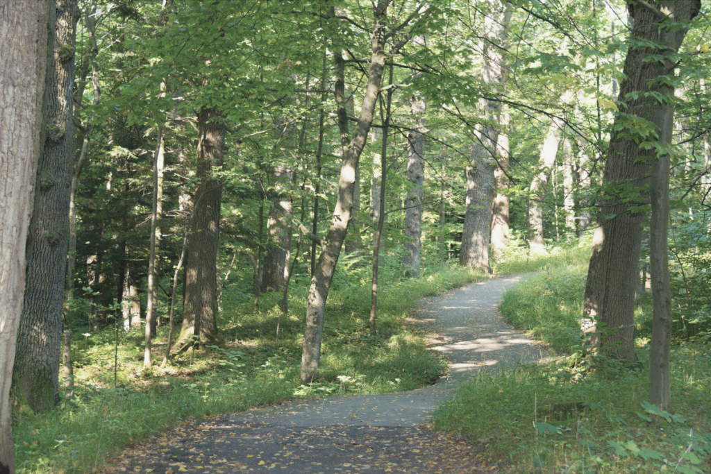 Ruhiger Waldweg als Symbol dafür, offene Aufgaben Schritt für Schritt anzugehen, statt alles gleichzeitig lösen zu müssen. Begleitende Gedanken zu der Frage: Warum du dich erschöpft fühlst..